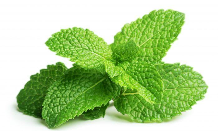 Go Fresh Mint 40 G Ea